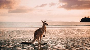 Un canguro solitario in Australia