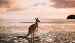 Un canguro solitario in Australia