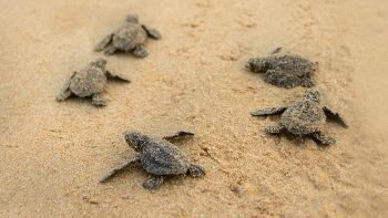 Tartarughe Caretta caretta