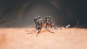 Nuova scoperta sulla zanzara Aedes aegypti