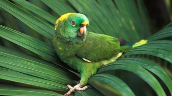 L'Amazona auropalliata ha cambiato il suo linguaggio