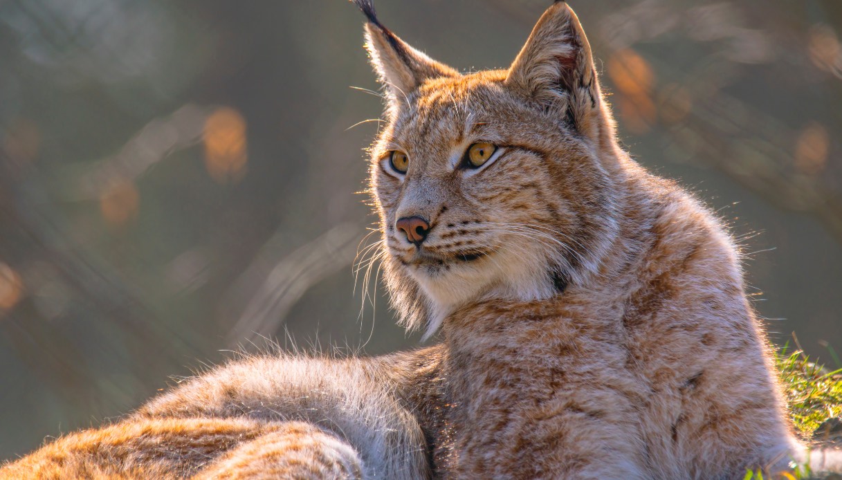 https://wips.plug.it/cips/tecnologia/cms/2024/10/biodiversita-rilasciata-la-lince-luna-nella-foresta-di-tarvisio-per-salvaguardare-la-specie.jpg