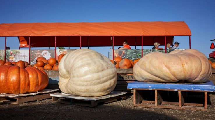 Zucca più grande del mondo