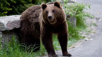 Incontro ravvicinato con un orso