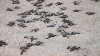 Caretta Caretta