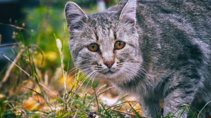 Gatto selvatico