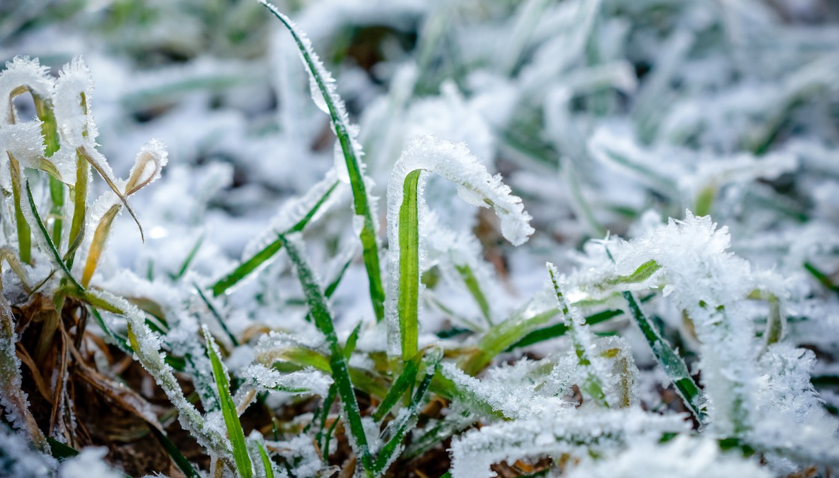 https://wips.plug.it/cips/tecnologia/cms/2024/11/con-la-crisi-climatica-continua-a-peggiorare-il-meteo-scatta-l-allarme-gelate.jpg