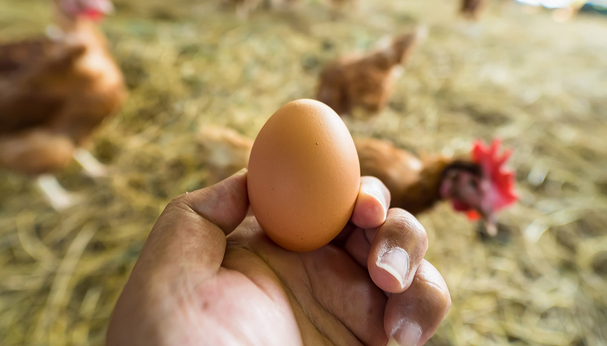 Chi è Nato Prima L'uovo O La Gallina È nato prima l'uovo della gallina, c'è la prova