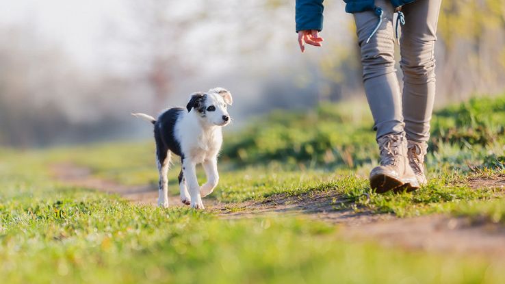Cane senza guinzaglio