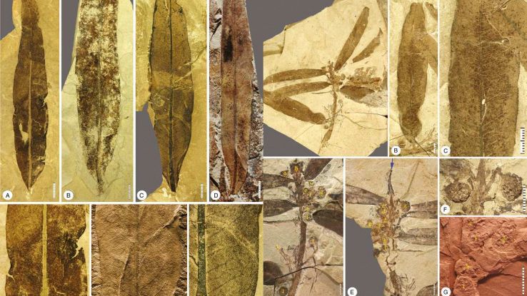 Fossili di Othniophyton elongatum