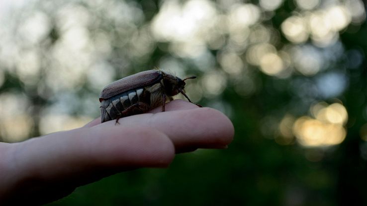 Scoperta una nuova specie