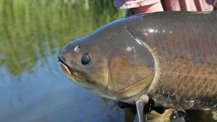 Specie rischia di sparire per sempre