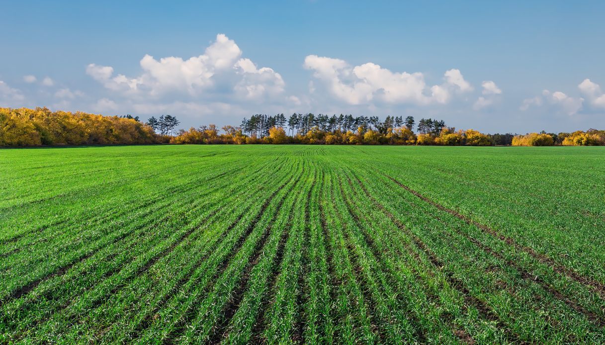 https://wips.plug.it/cips/tecnologia/cms/2025/01/terreni-agricoli-biodiversita.jpg