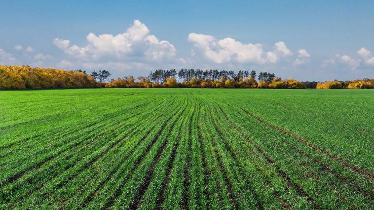 Ecosistemi e terreni agricoli: perché l'abbandono è un problema