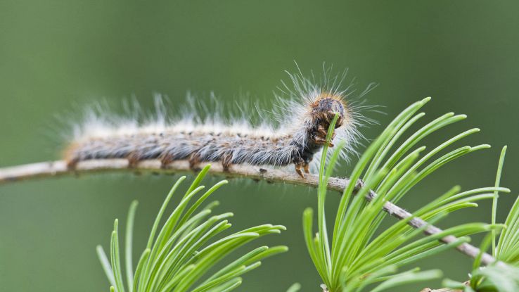 Specie tossica di bruco