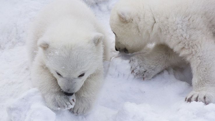 Avvistamento di cucciolo di orsi polari: è rarissimo