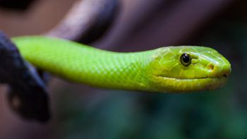 Colori UV dei serpenti