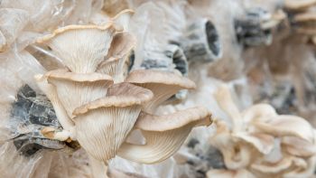 Funghi nello Spazio