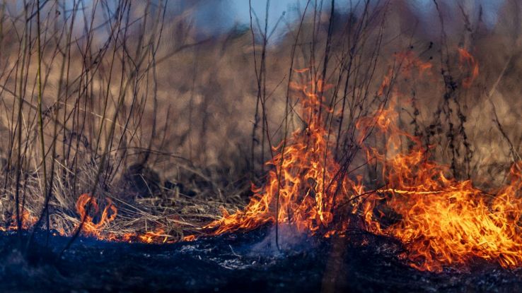 Incendi boschivi nella Carolina del Sud e del Nord