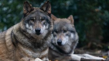 Invasione di lupi in Italia