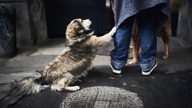 Perché i cani appoggiano la zampa sulle nostre gambe