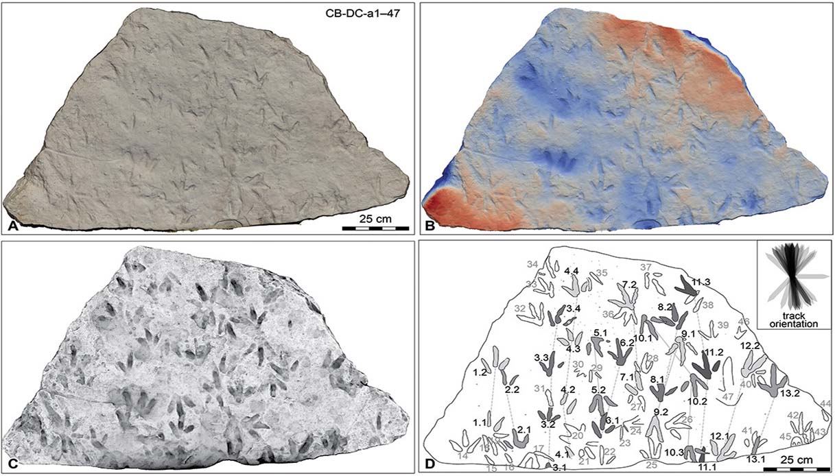 https://wips.plug.it/cips/tecnologia/cms/2025/03/scoperte-oltre-60-impronte-di-dinosauro.jpg