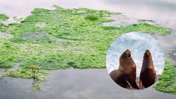 Alga tossica ha colpito i leoni marini