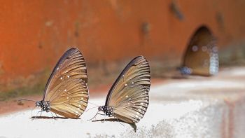 Declino delle farfalle nel Regno Unito