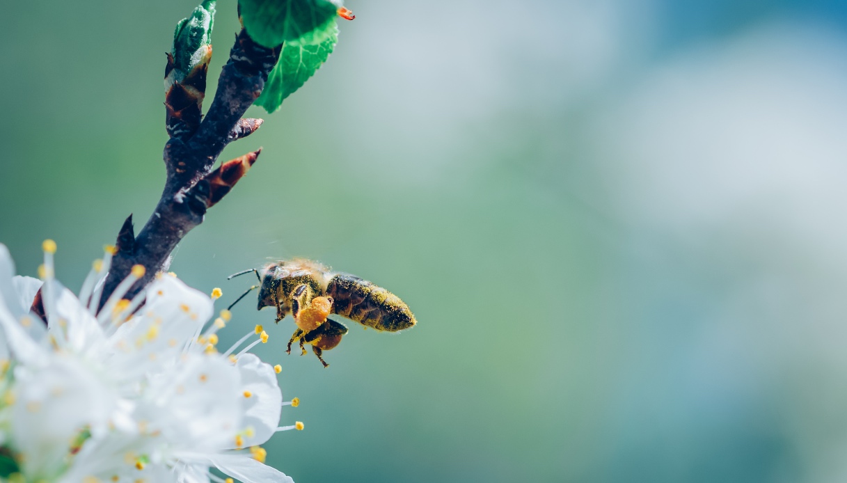 https://wips.plug.it/cips/tecnologia/cms/2025/04/i-fiori-selvatici-potrebbero-assorbire-metalli-tossici-e-avvelenere-le-api.jpg