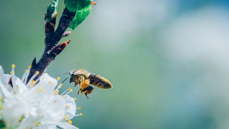 Fiori selvatici e metalli, api avvelenate