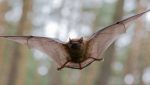 La meccanica del volo dei pipistrelli