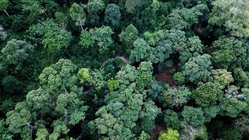 Mappatura del carbonio nelle foreste tropicali