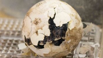 Nate tartarughe delle Galapagos in pericolo di estinzione