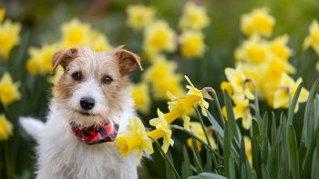 Sostanze velenose per gli animali domestici