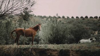 Specie di cavallo a rischio