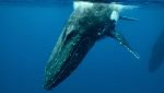 Una balena scomparsa