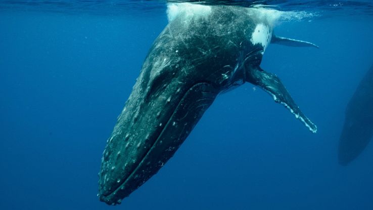 Una balena scomparsa