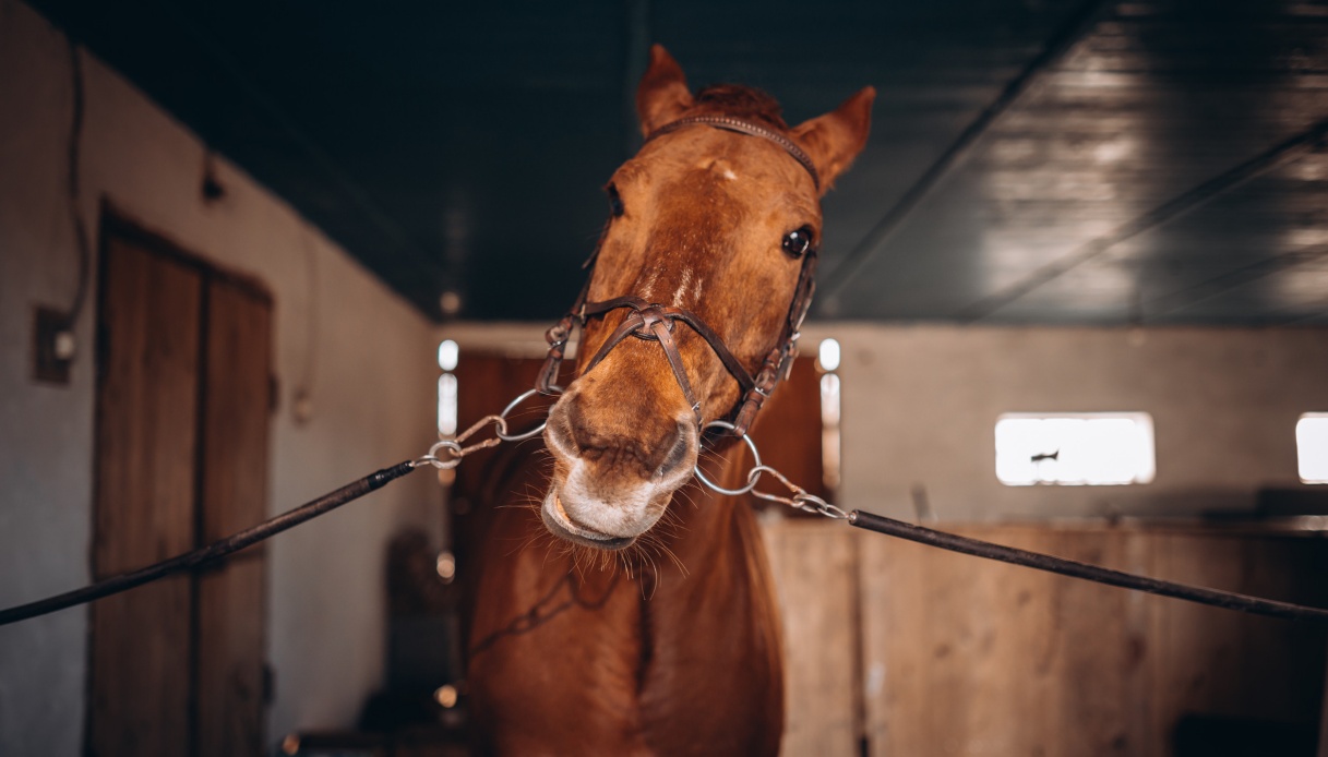 https://wips.plug.it/cips/tecnologia/cms/2025/05/cavallo.jpg