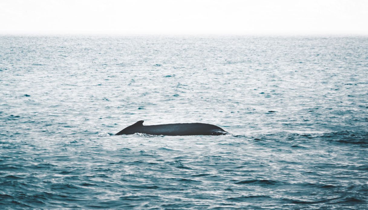 https://wips.plug.it/cips/tecnologia/cms/2025/05/cuccioli-globicefalo-orche-islanda.jpg