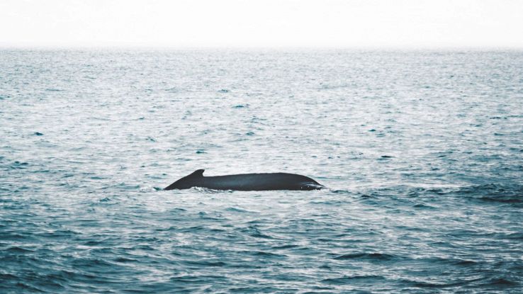 Perché i cuccioli di globicefalo nuotano con i branchi di orche