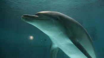 Nuovo studio sui delfini capitolini