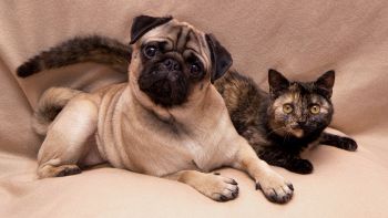 Evoluzione genetica tra cani e gatti