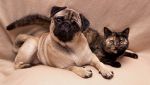 Evoluzione genetica tra cani e gatti