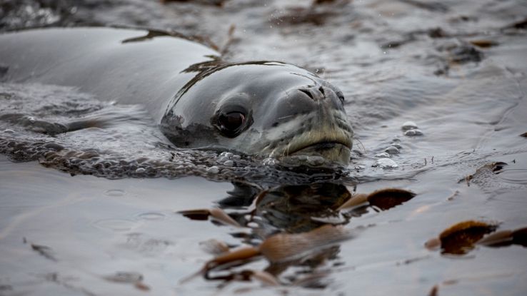 Foca monaca a Ischia