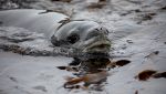 Foca monaca a Ischia