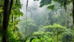 Le foreste tropicali sono state distrutte al ritmo più veloce mai registrato