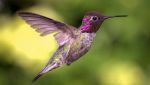 Forma del becco dei colibrì