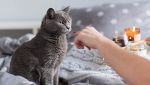 I gatti riconoscono i padroni dall'odore