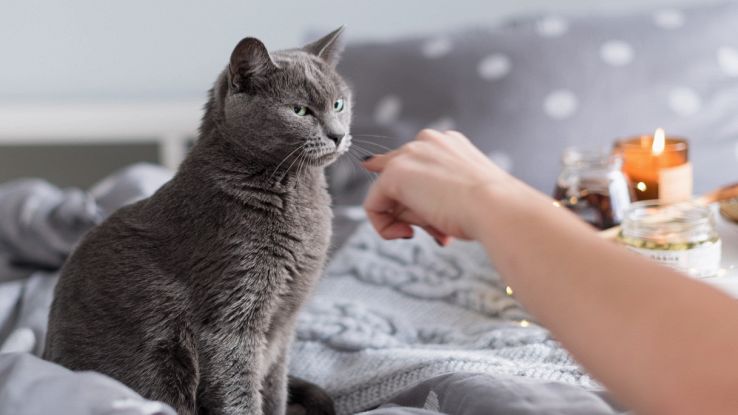 I gatti riconoscono i padroni dall'odore