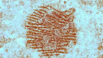 Impronta Neanderthal più antica
